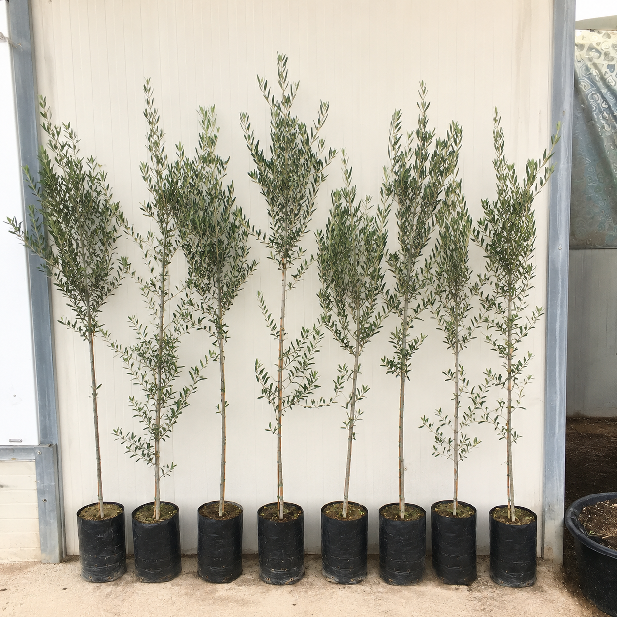 Olea europaea cv 'Nocellara' giovani alberi di ulivo slanciati con foglie strette in sacchi neri per vivai