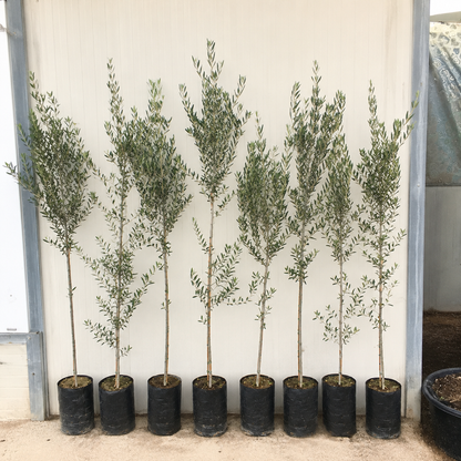 Olea europaea cv 'Nocellara' giovani alberi di ulivo slanciati con foglie strette in sacchi neri per vivai