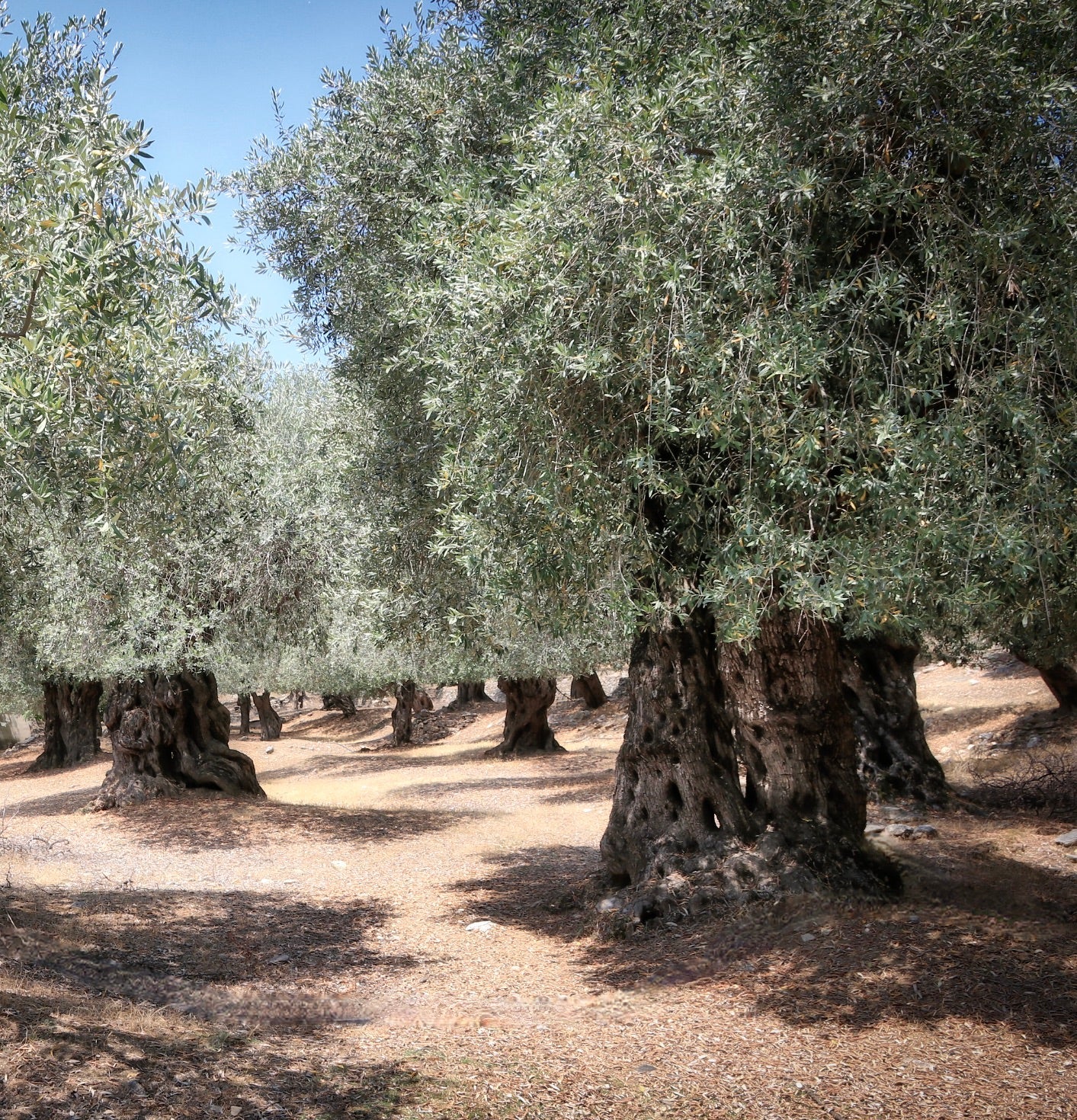 Olea europaea cv 'Nocellara' alberi di ulivo maturi con tronchi nodosi e spessi e fogliame denso e argenteo