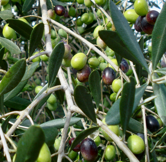 Olea europea cv CORATINA | Olive | European olive