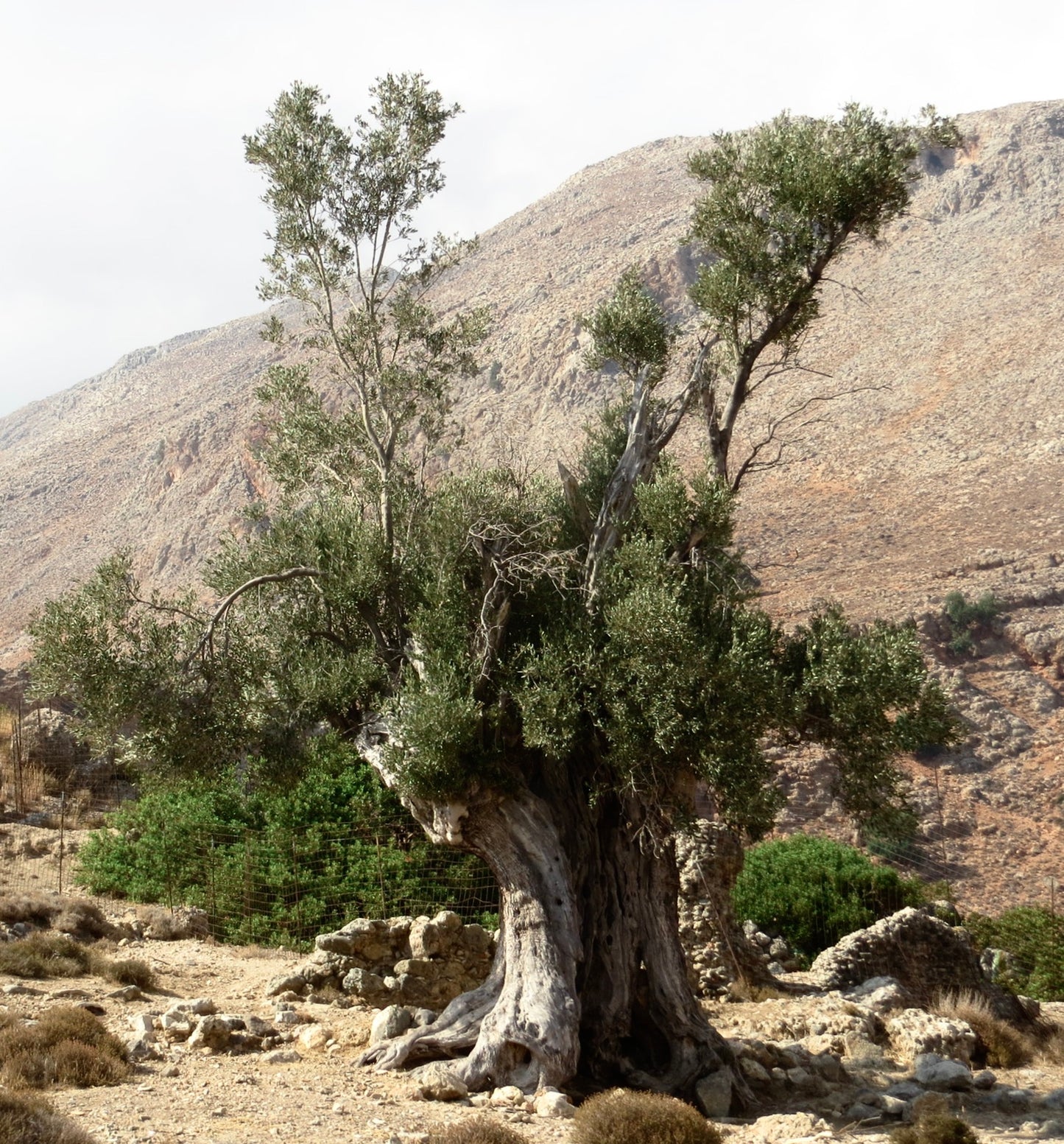 Olea europea cv KAMALATA (Greek cultivar)