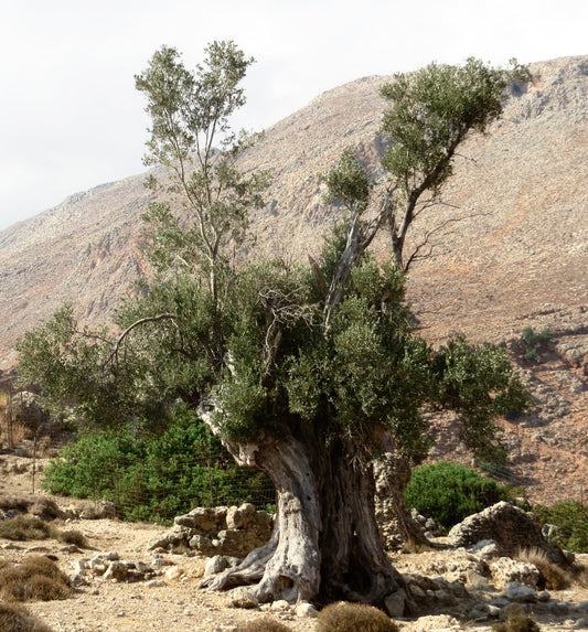 Olea europea cv KAMALATA (Greek cultivar)