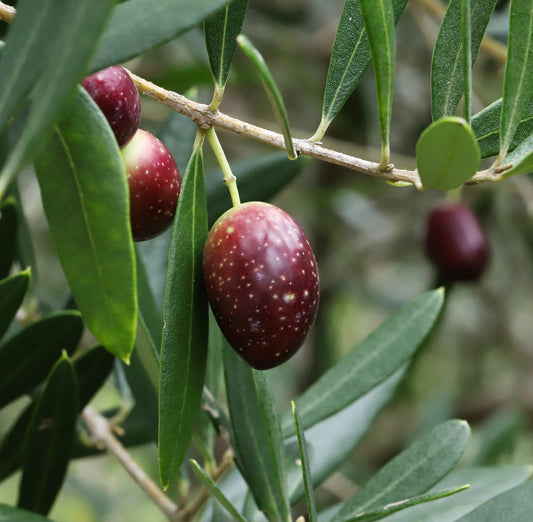 Olea europea cv MORATINA ripe speckled purple olives on slender green leaves branch