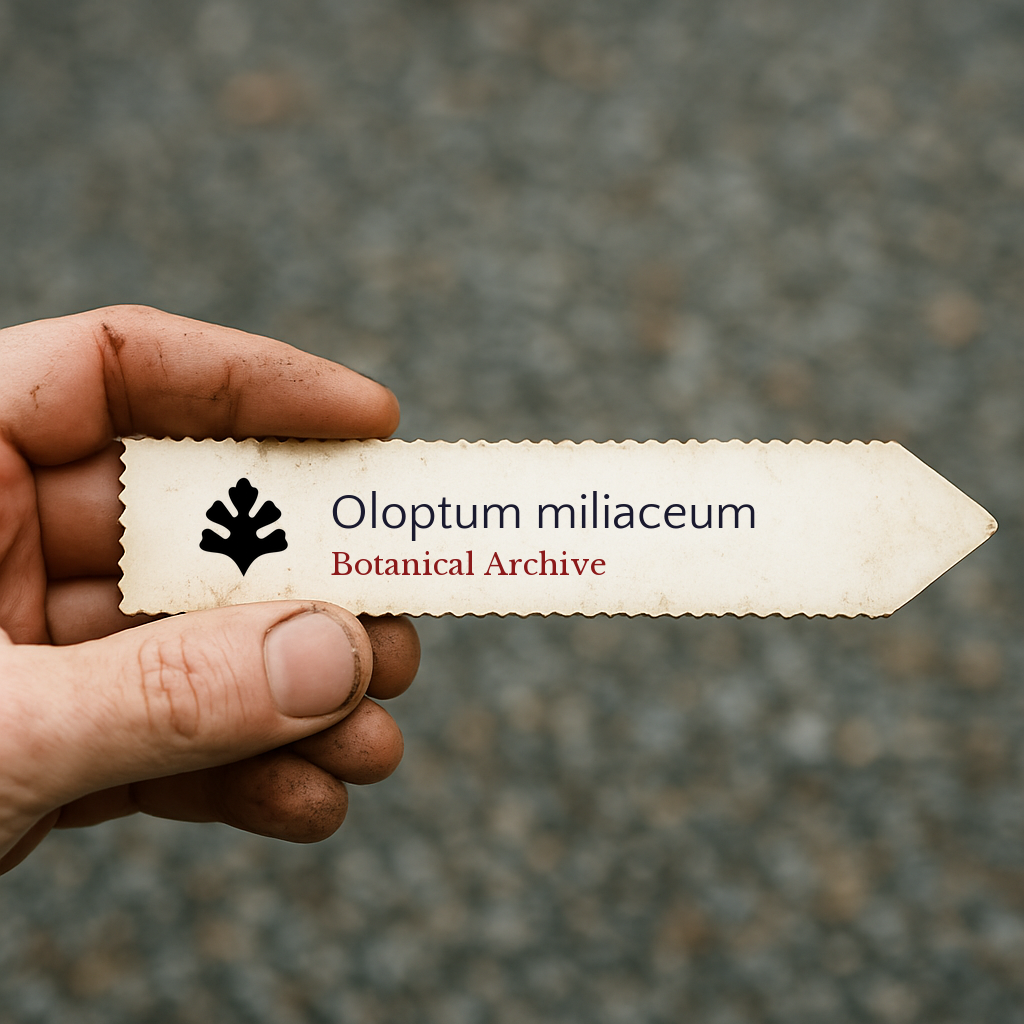 Etichetta della pianta stampata per Oloptum miliaceum tenuta con la mano con terra sulle dita