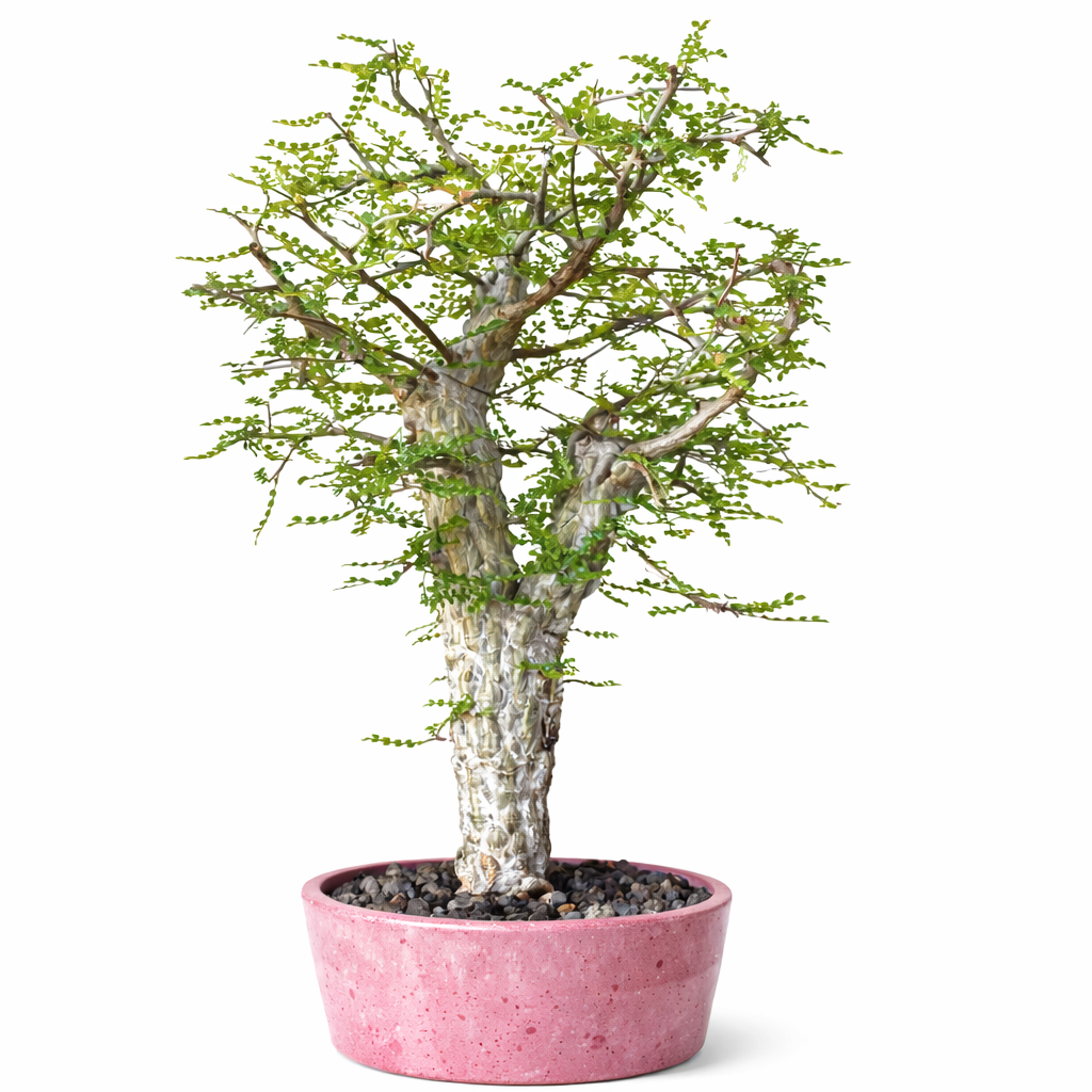 Operculicarya decaryi bonsai succulento con tronco spesso e tessuto e piccole foglie verdi in vaso rosa