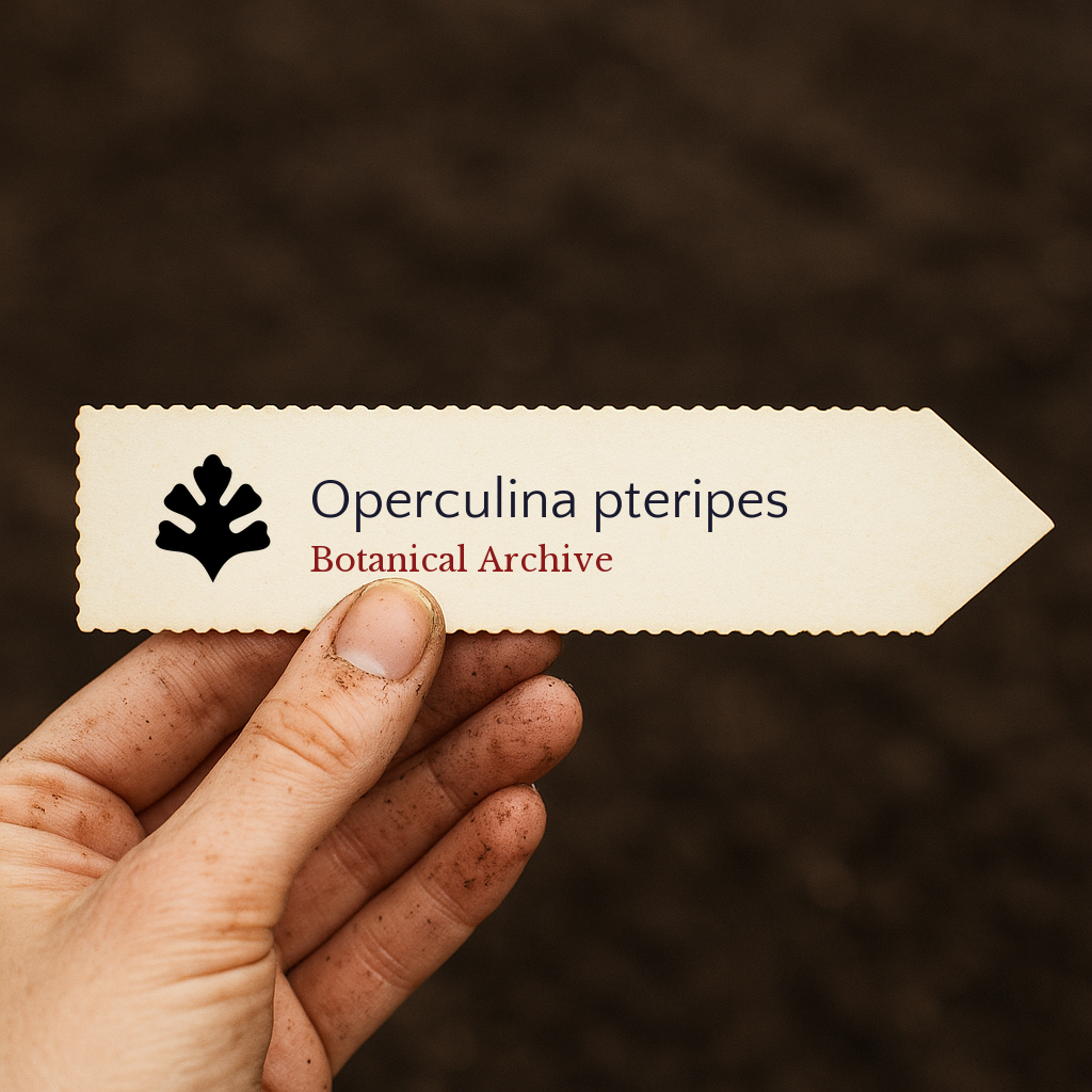 Printed plant label for Operculina pteripes with botanical archive logo held by hand