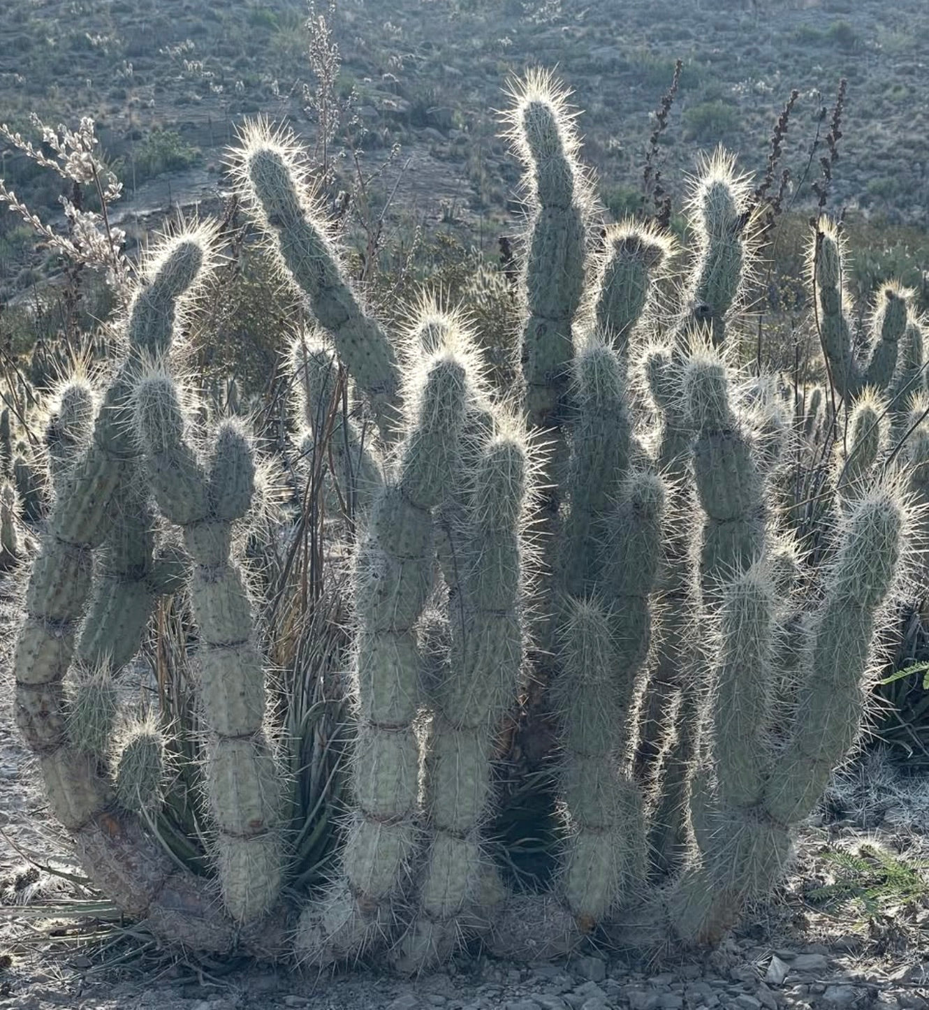 Opuntia bradtiana gruppo di alti steli di cactus spinosi in habitat naturale desertico controluce