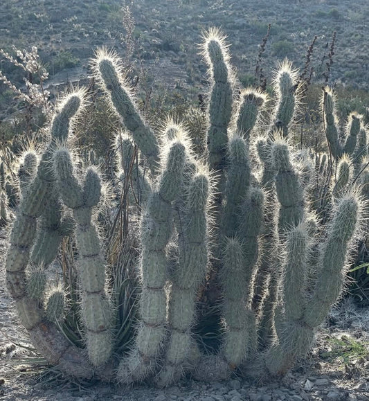 Opuntia bradtiana gruppo di alti steli di cactus spinosi in habitat naturale desertico controluce