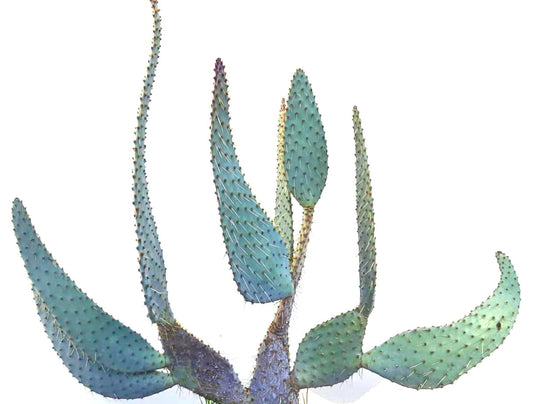 Opuntia engelmannii var. linguiformis raro cactus verde-blu con pale allungate e spine rade
