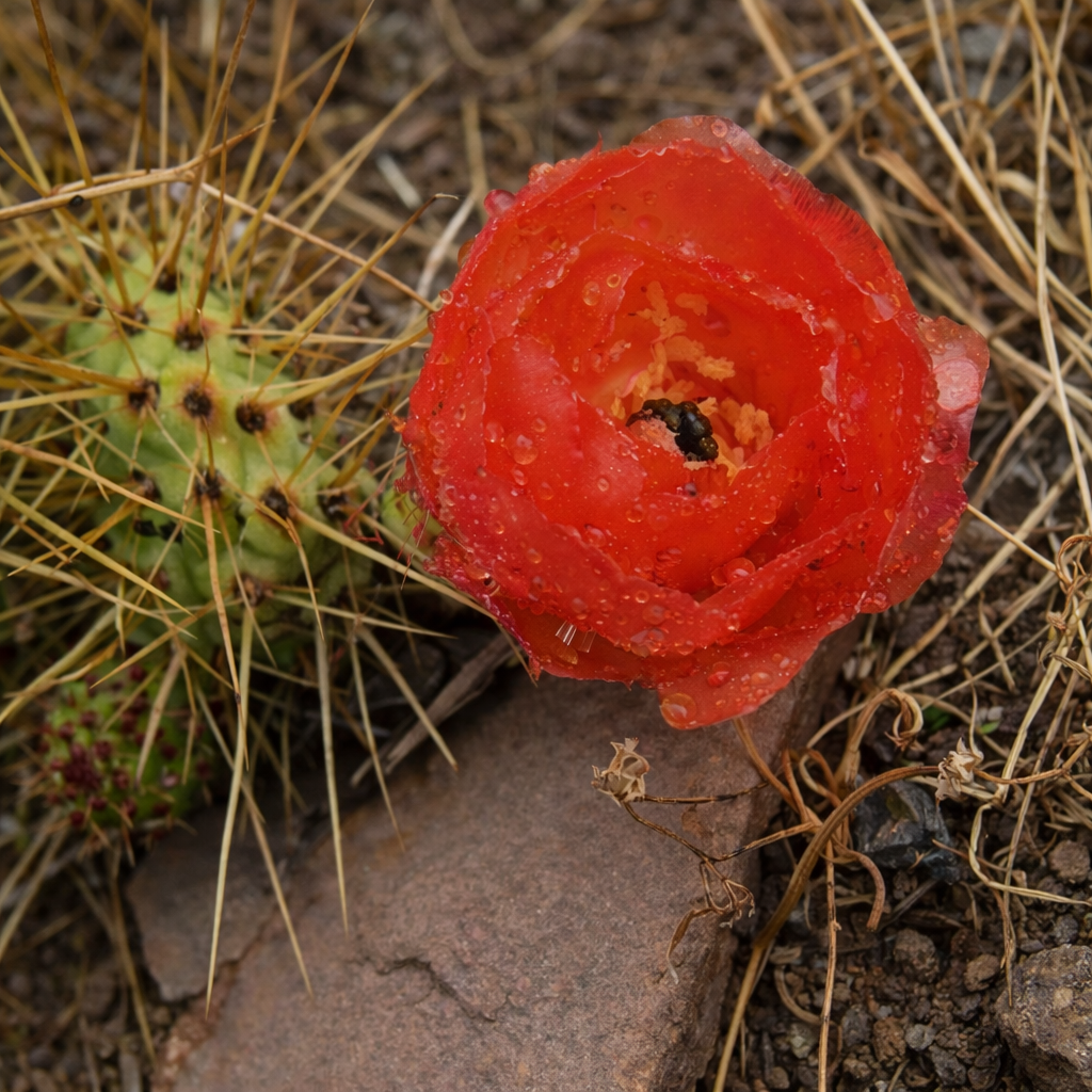 Opuntia soehrensii cactus con vivace fiore rosso e lunghe spine gialle in terreno naturale