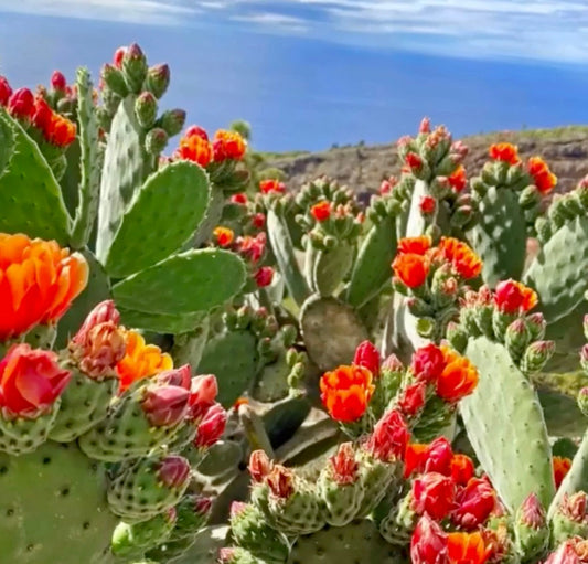 Cactus Opuntia tomentosa con fiori di un brillante arancione-rosso in ambientazione naturale