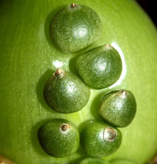 SEMI di Ornithogalum caudatum