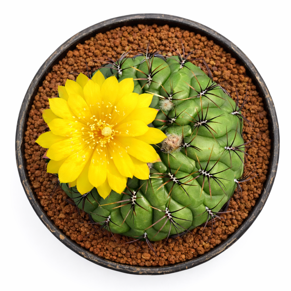 Oroya laxiareolata cactus with bright yellow flower and dark spines in pot