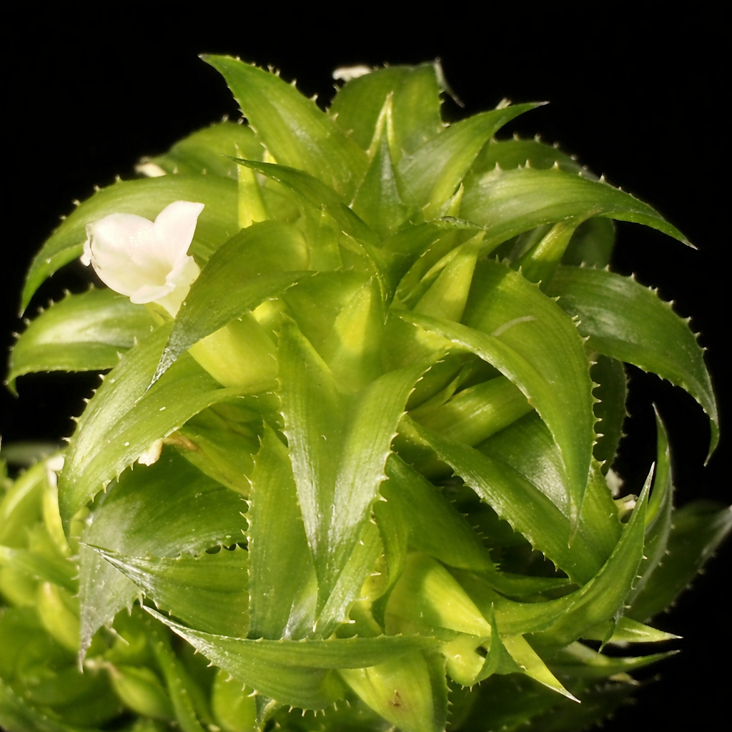 Orthophytum guerkenii rare succulent with spiky green leaves and small white flower