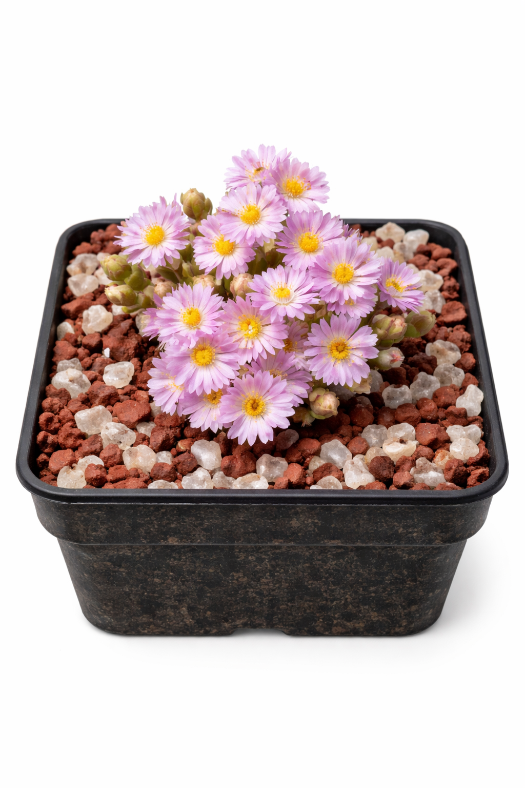 Oscularia deltoidae succulent with pink daisy-like flowers in black square pot