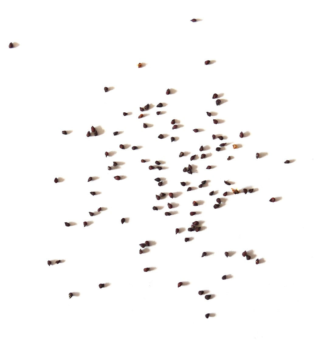 Oscularia deltoidae small dark succulent seeds scattered on white background