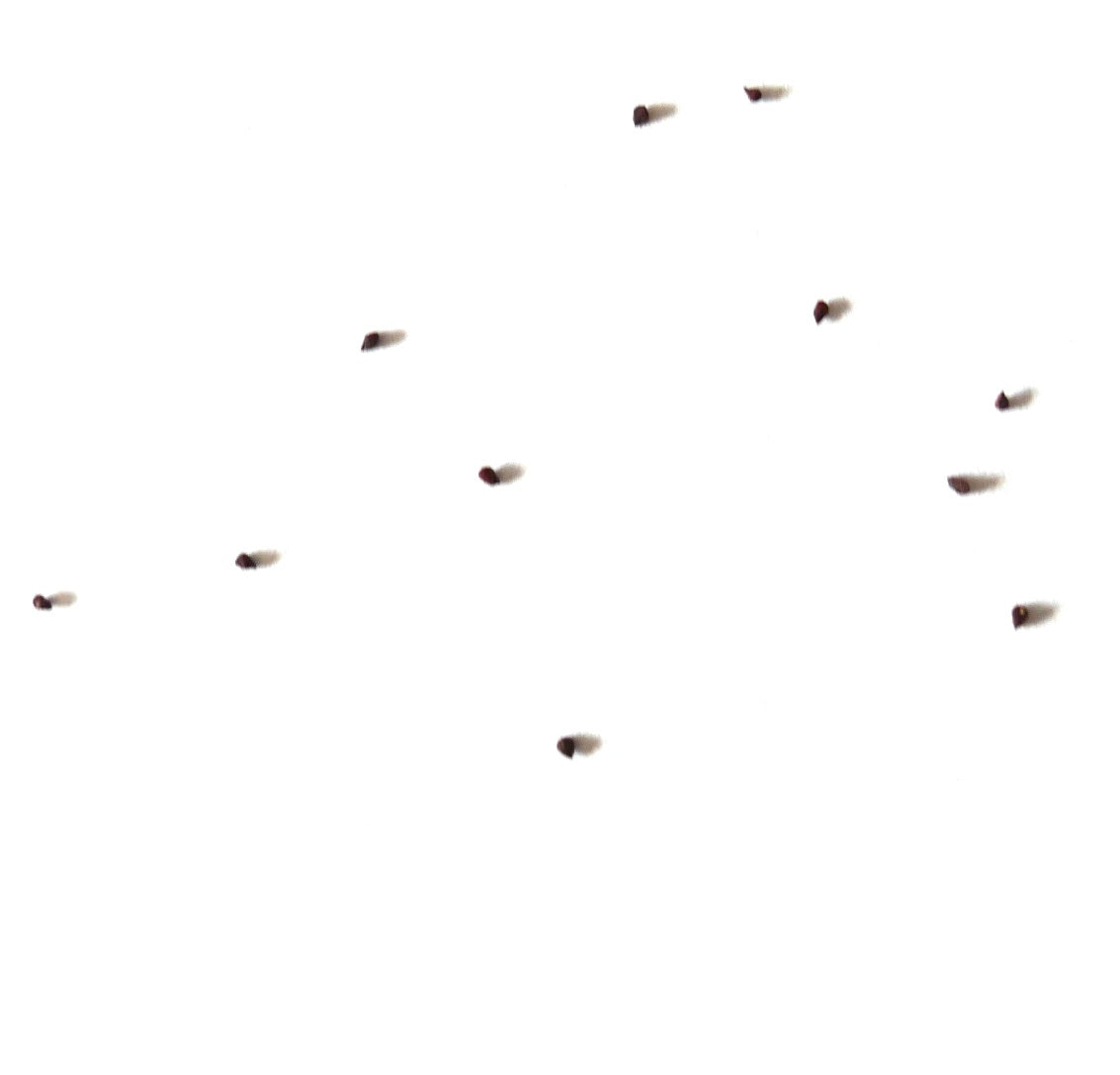 Oscularia deltoidae succulent seeds scattered on white background