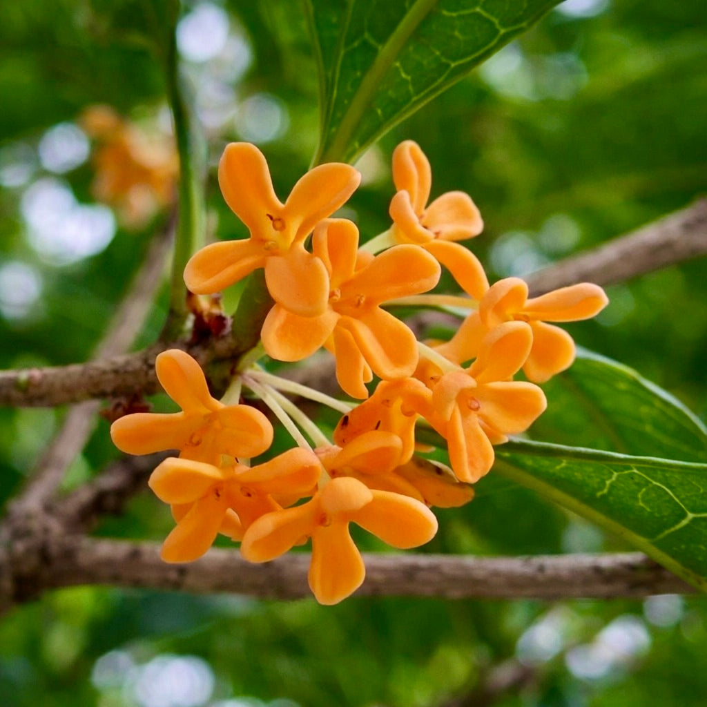 Osmanthus fragrans cv. 'auranticus' con vivaci fiori profumati arancioni e foglie verdi