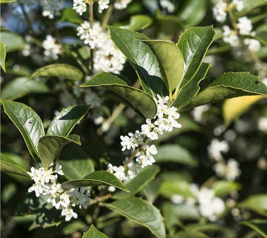 Osmanthus aquifolium 50-70cm | Holly osmanthus | False holly