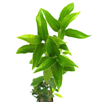 Osmanthus fragrans 10-20cm | Sweet osmanthus | Fragrant olive