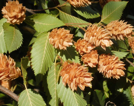 Ostrya carpinifolia con foglie verdi seghettate e grappoli di capsule seminali marroni simili a luppolo