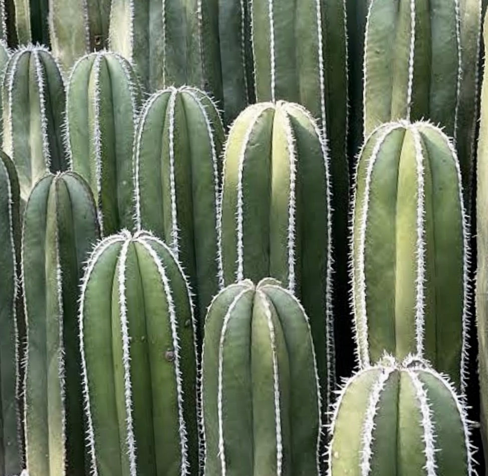Pachycereus marginatus alto cactus colonnare con spine bianche e steli verdi scanalati