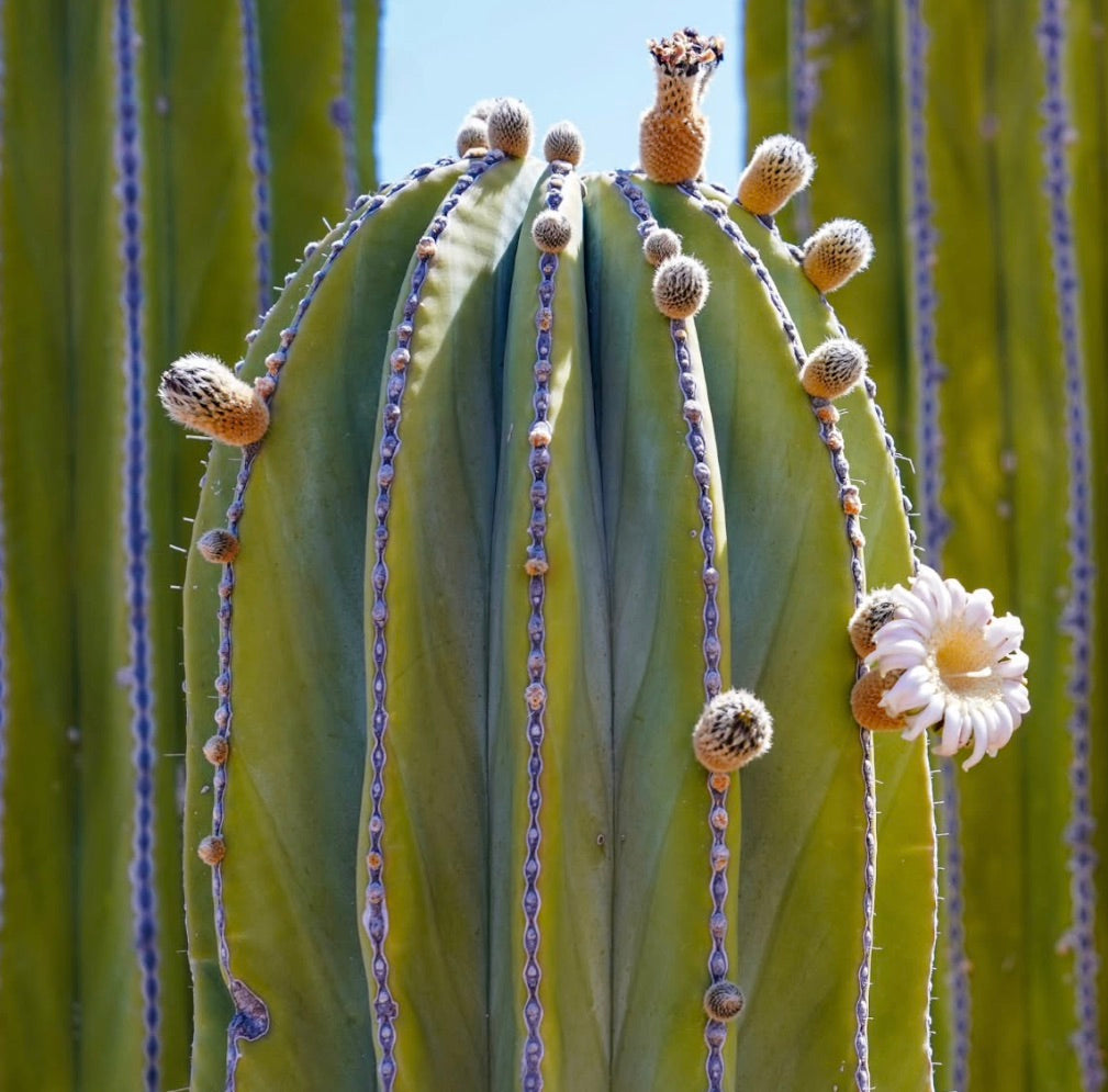 Cactus Pachycereus pringlei con fusto verde costoluto e fiore bianco in fiore