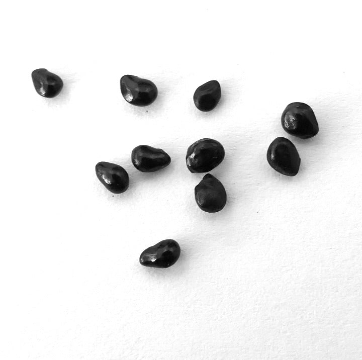 Pachycereus pringlei black cactus seeds on white background close-up
