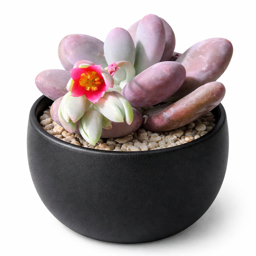 Pachyphytum brevifolium succulent with plump pinkish leaves and bright pink flower in black pot