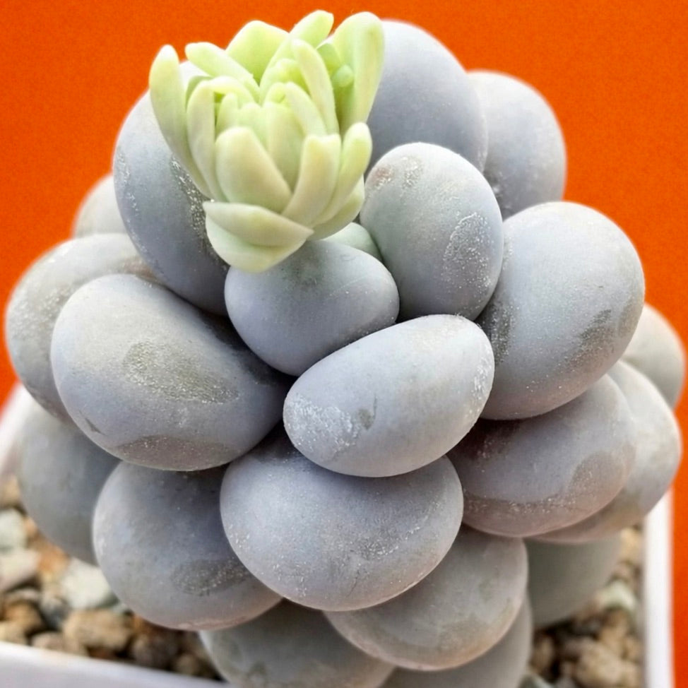 Pachyphytum oviferum succulent with plump blue-gray leaves and new pale green growth