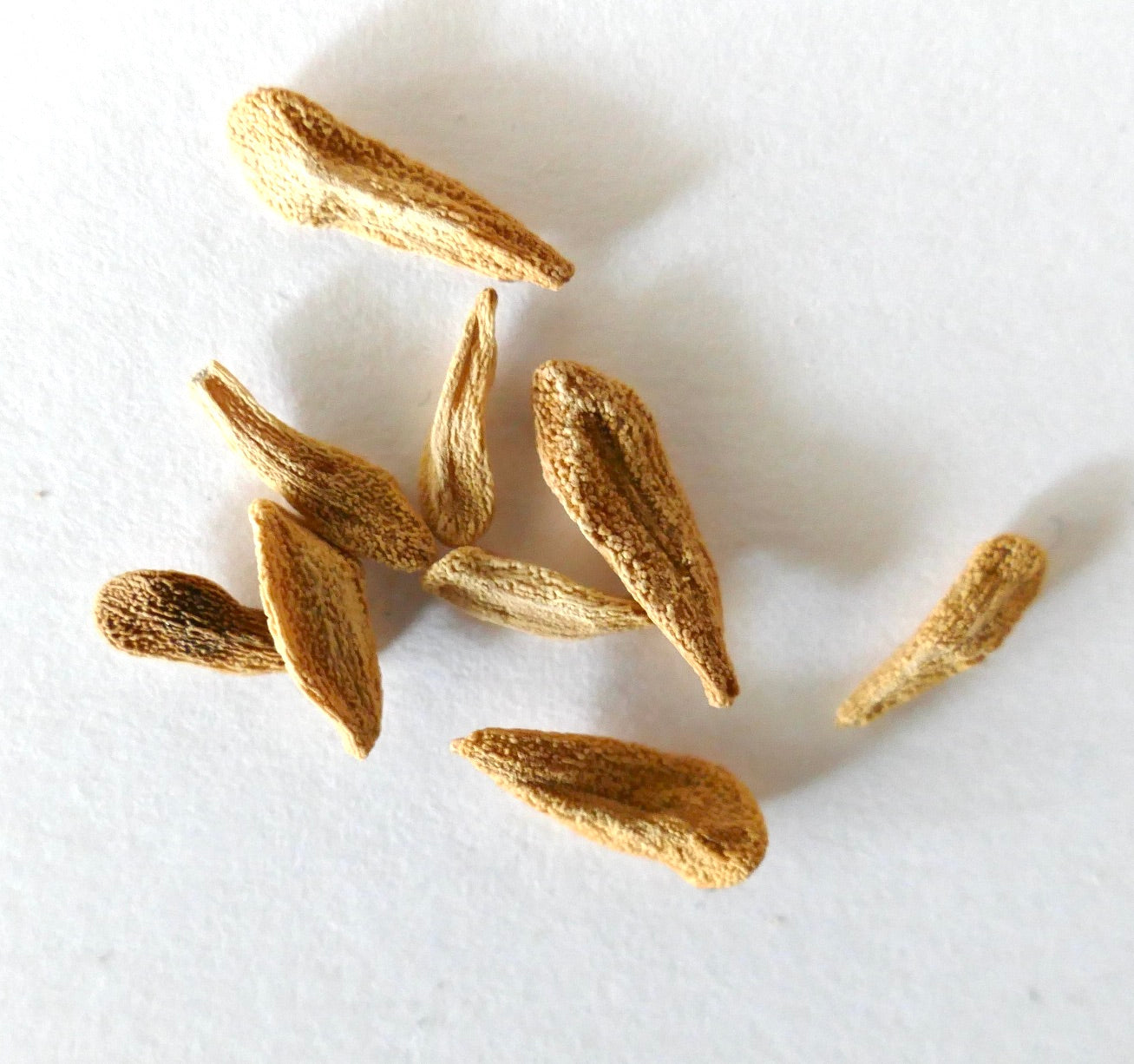 Pachypodium lamerei var. ramosum dry seeds for succulent plant propagation