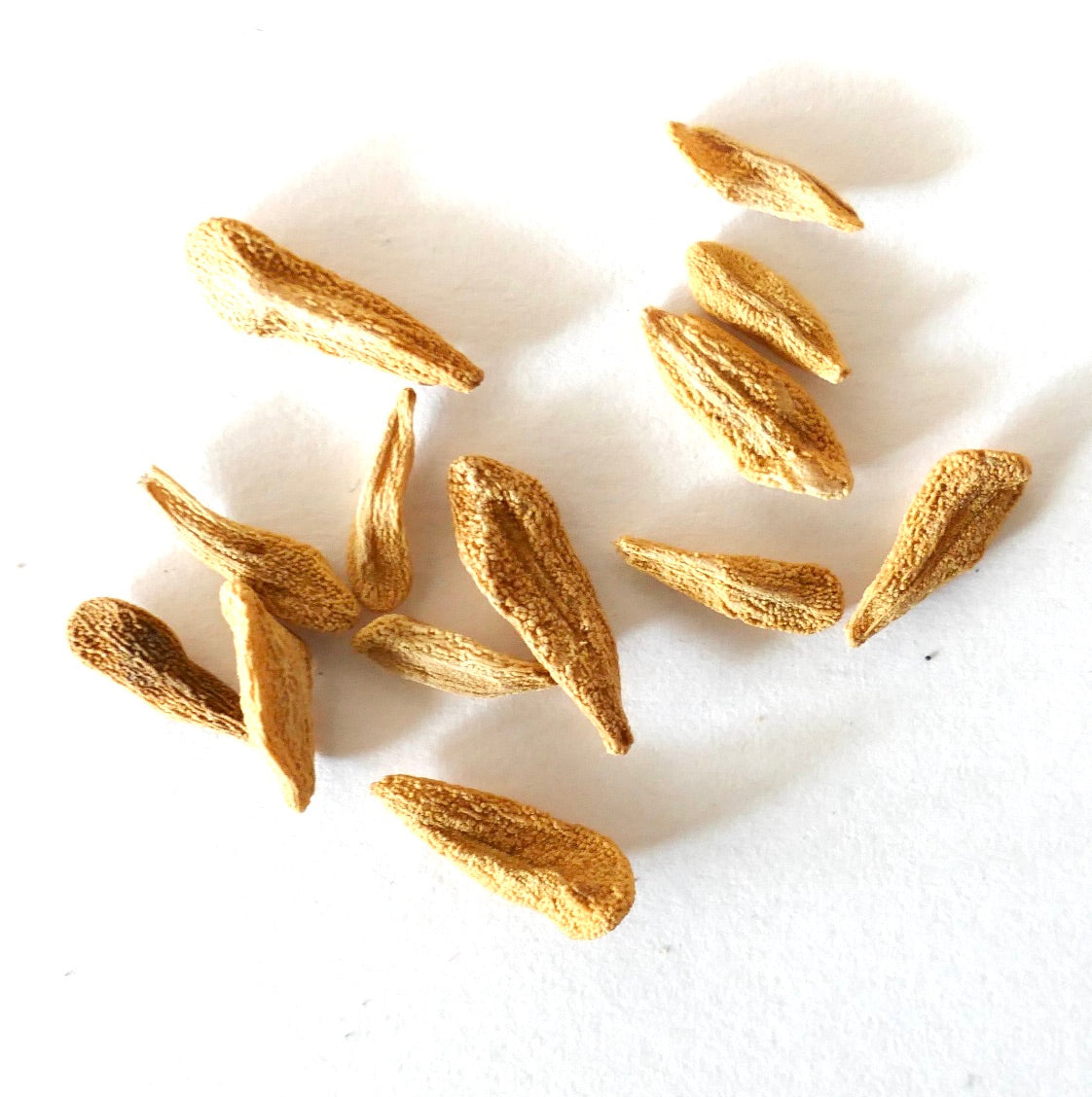 Pachypodium lamerei var. ramosum dried seeds for succulent plant propagation