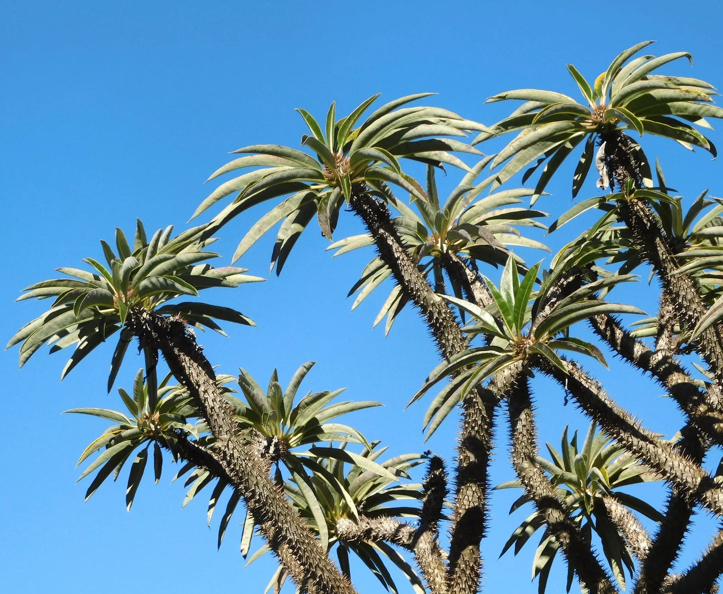 Pachypodium lamerei var. ramosum rare succulent with spiny stems and elongated green leaves against blue sky