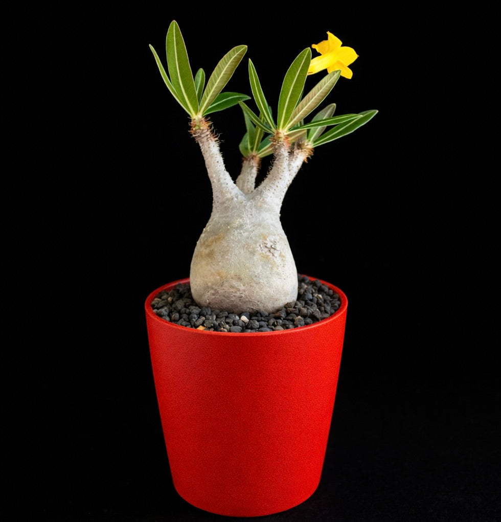 Pachypodium rosulatum succulent with thick caudex, green leaves, and yellow flower in red pot