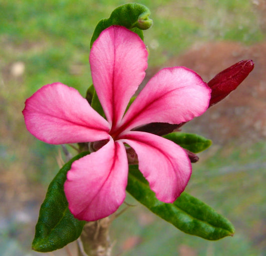 Pachypodium succulentum 40-70cm high | Elephant's trunk