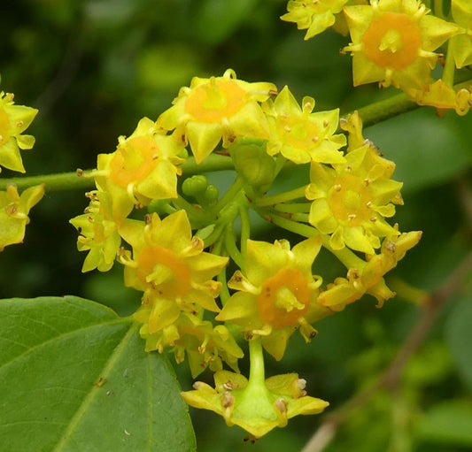 Paliurus aculeatus bright yellow star-shaped flowers with green leaves close-up
