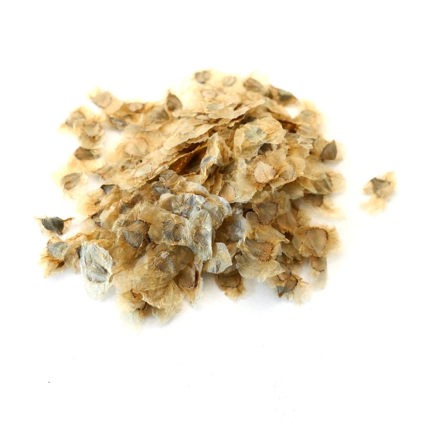 Pandorea jasminoides dried seeds for planting white flowering vine