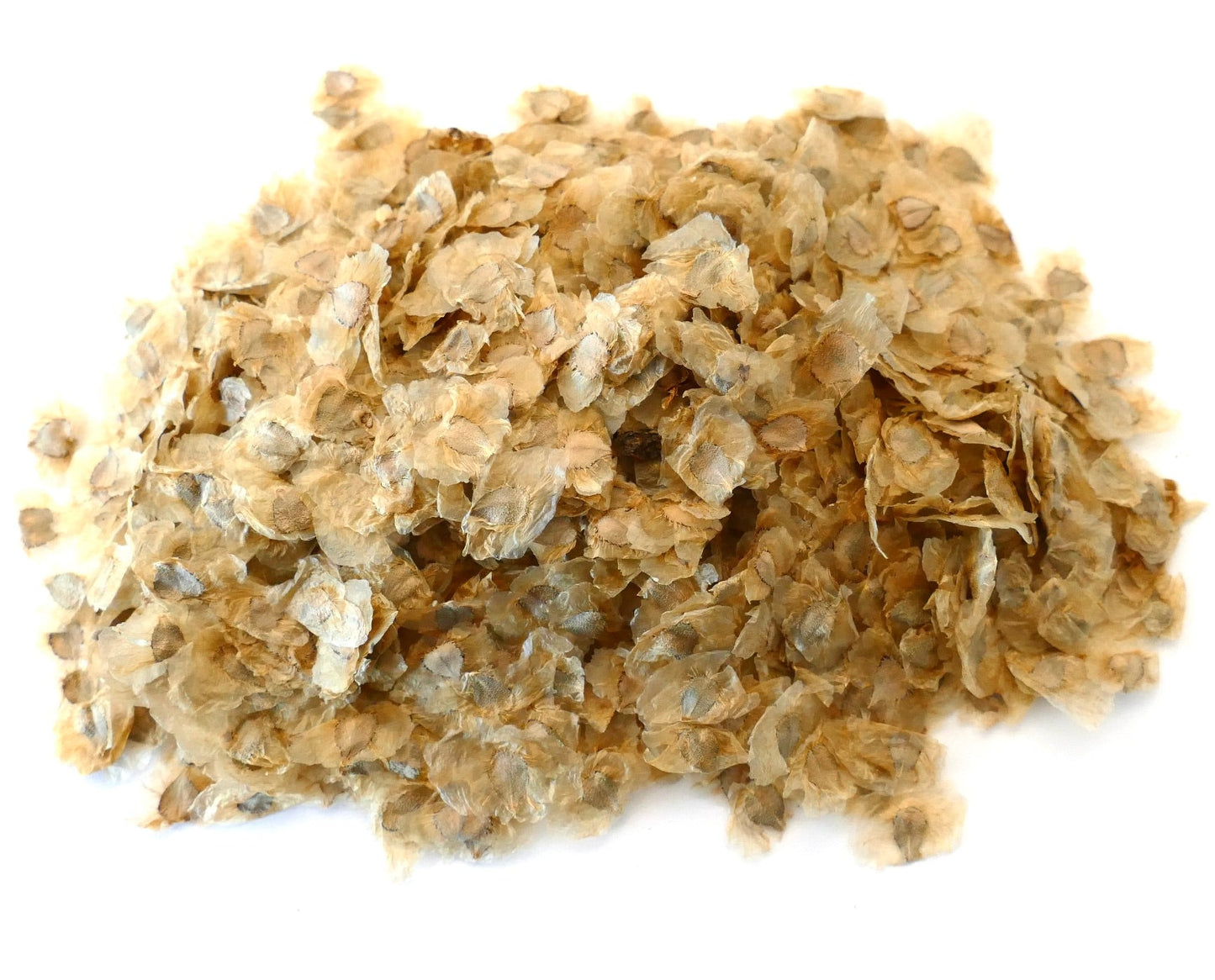 Pandorea jasminoides delicate seed flakes for white flowering vine propagation