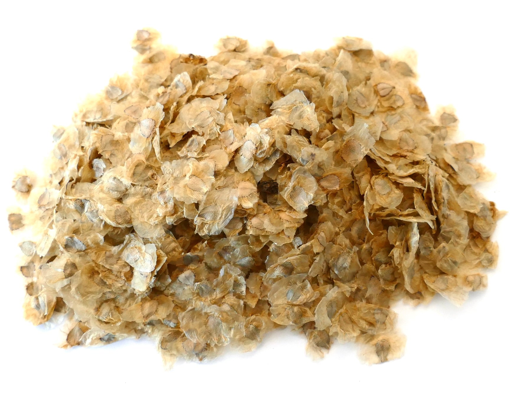 Pandorea jasminoides dry seeds pile for white flower vine propagation