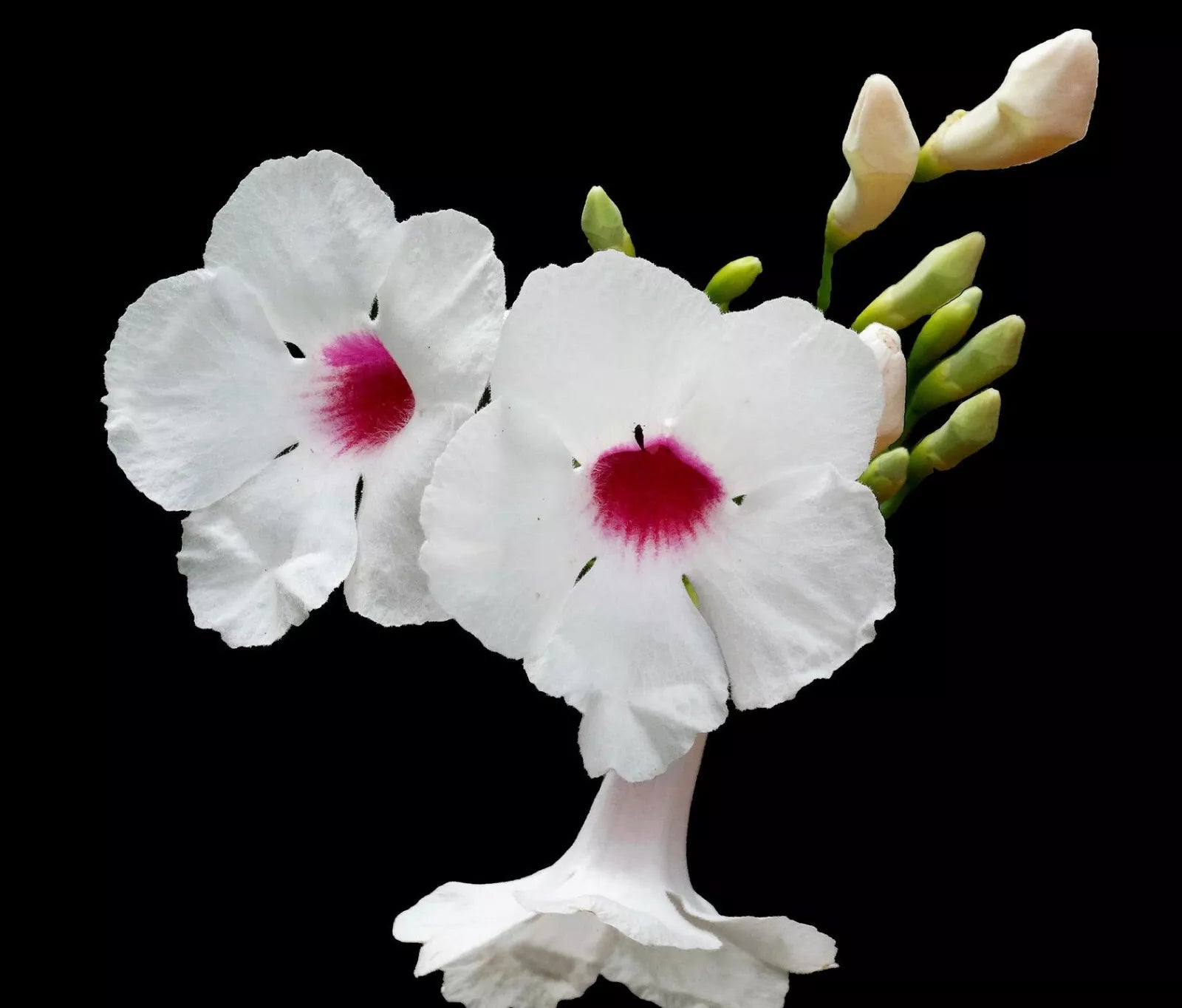 Pandorea jasminoides white flowers with pink centers and unopened buds close-up