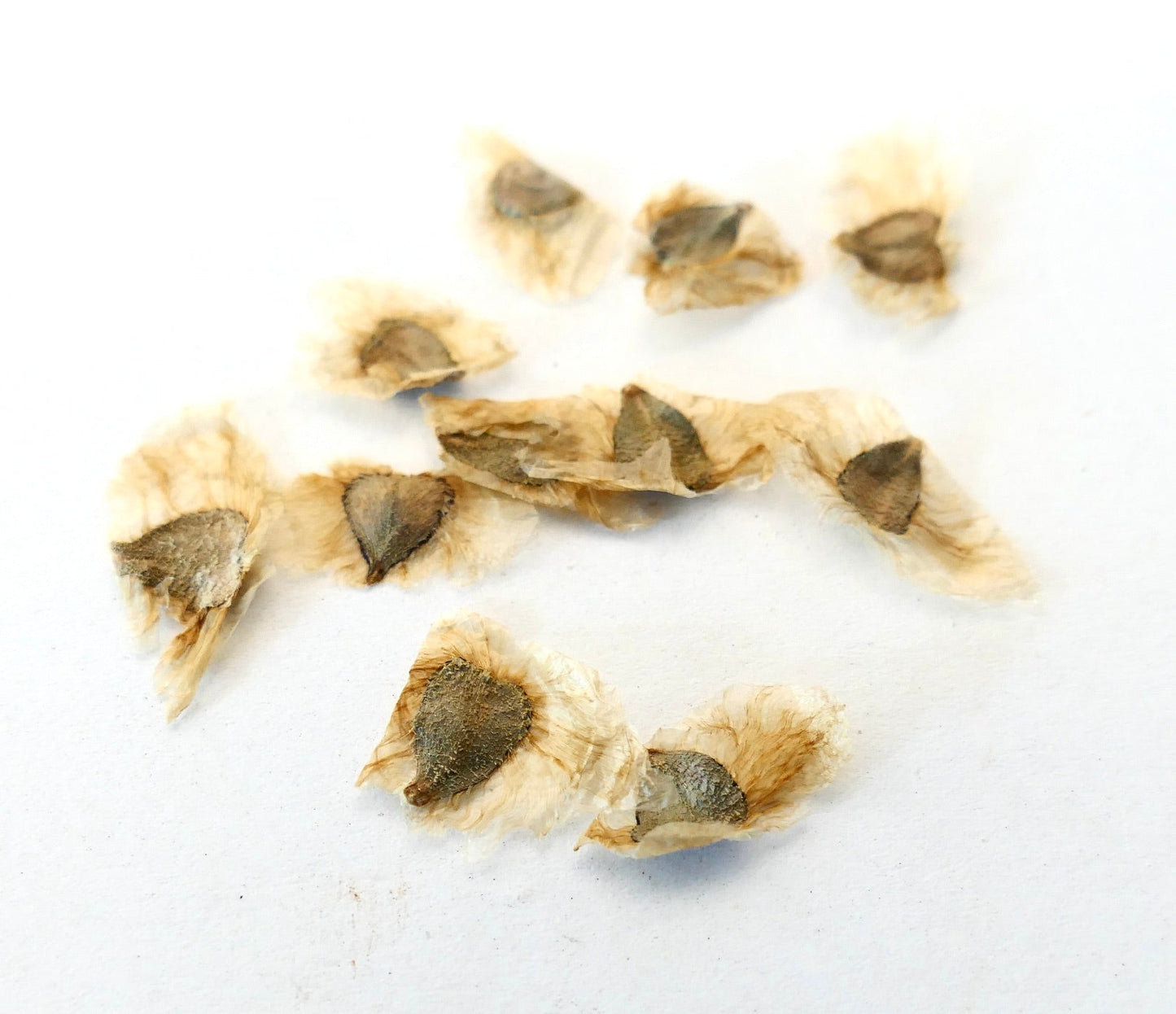 Pandorea jasminoides dry seeds with papery wings for white flower vine propagation