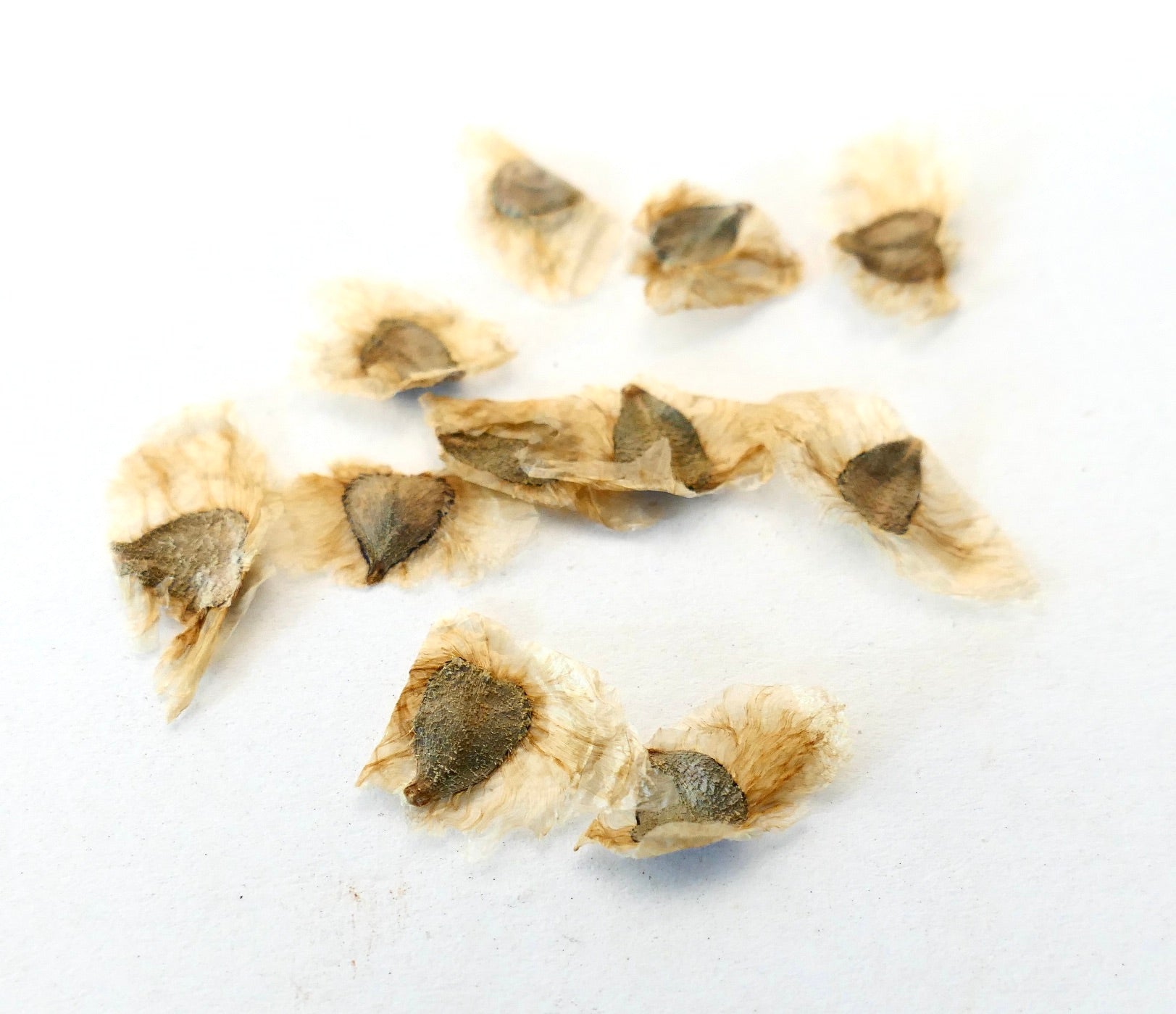 Pandorea jasminoides dried seeds with papery wings on white background