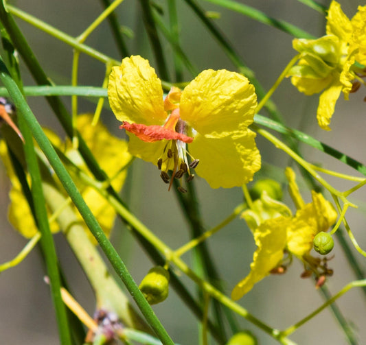 Fiori gialli delicati di Parkinsonia aculeata con steli verdi sottili e boccioli in primo piano