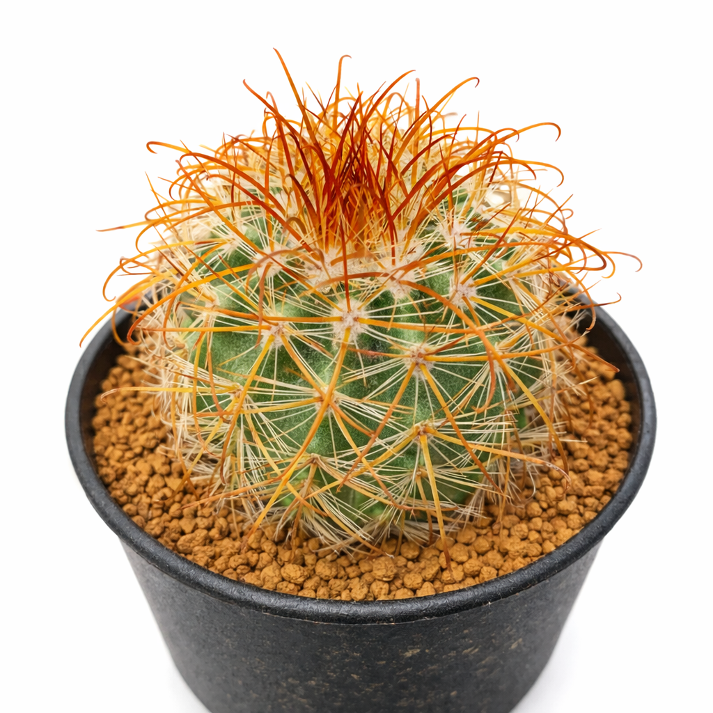Parodia aureicentra small round cactus with dense orange spines in black pot