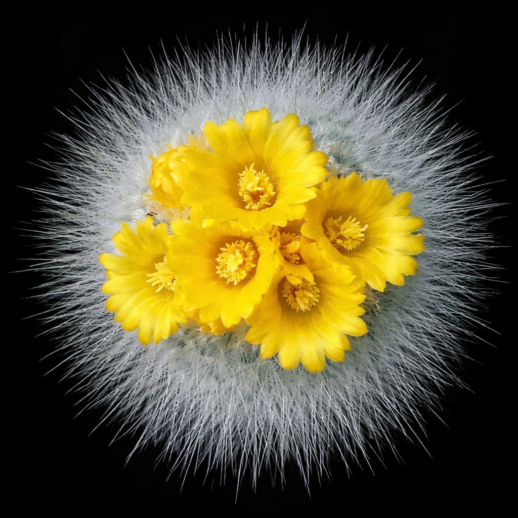 Parodia chrysacanthion cactus with dense white spines and vibrant yellow flowers blooming