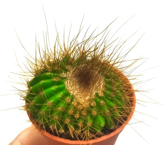 Parodia claviceps cactus verde con fitte spine lunghe giallastre in vaso piccolo