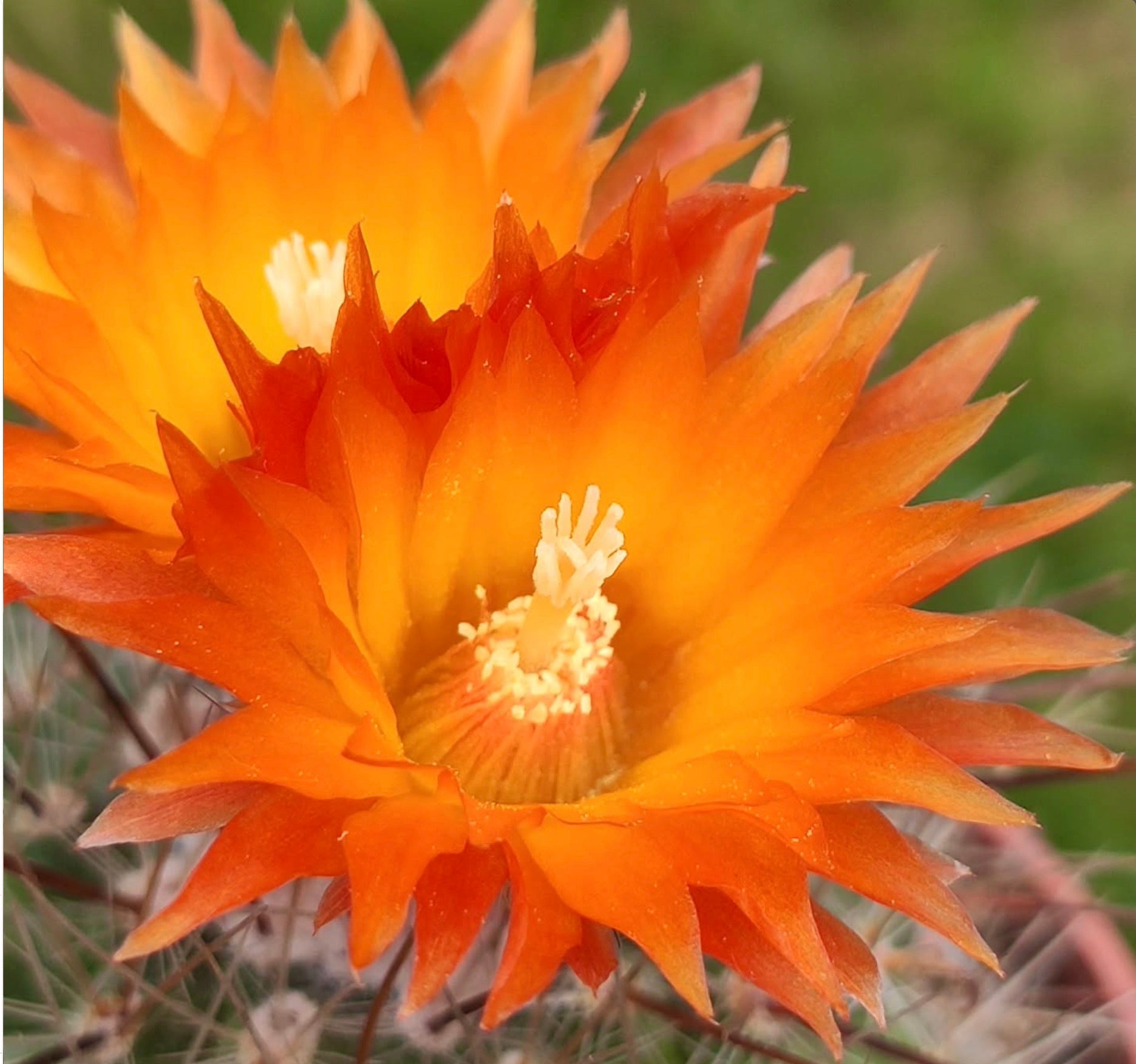 Parodia faustiana bright orange cactus flowers with delicate white stamens and spines