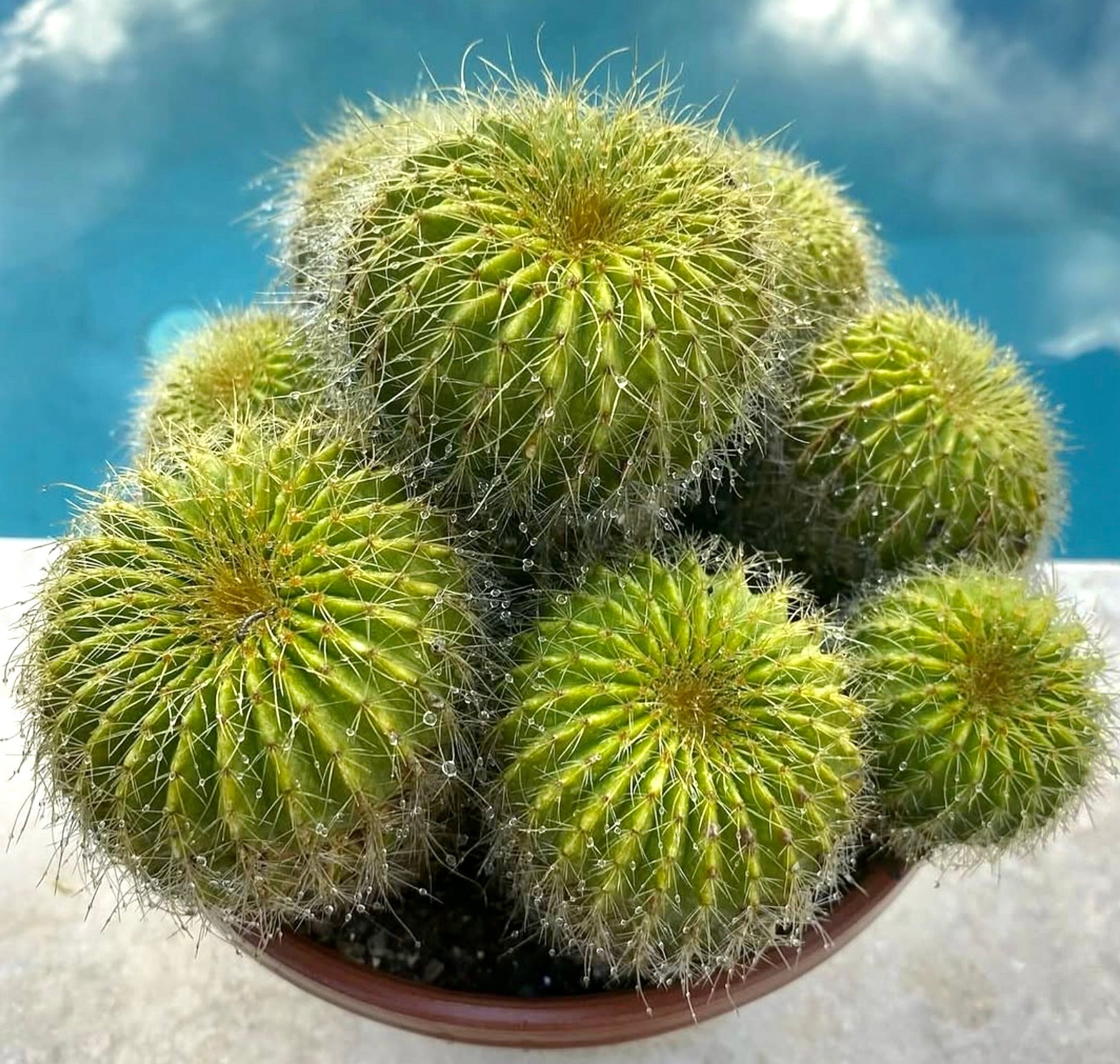 Cactus succulento Parodia grossei con fusti verdi rotondi e spine sottili in vaso