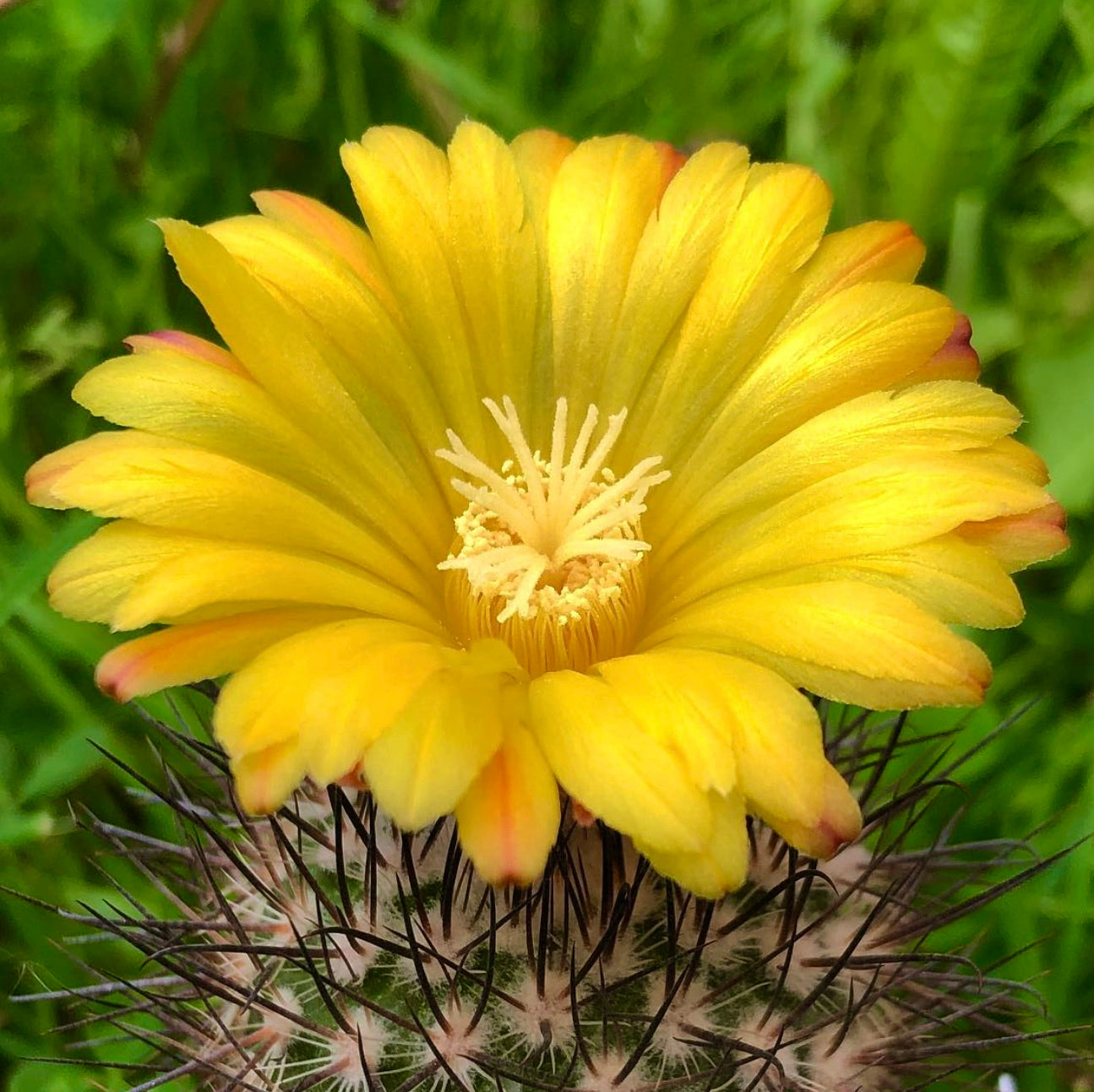Cactus Parodia horrida con fiore giallo brillante e spine lunghe scure in primo piano