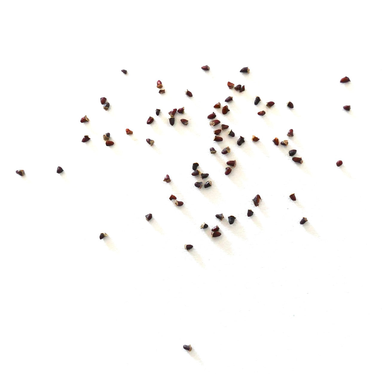 Parodia leninghausii small dark cactus seeds scattered on white background